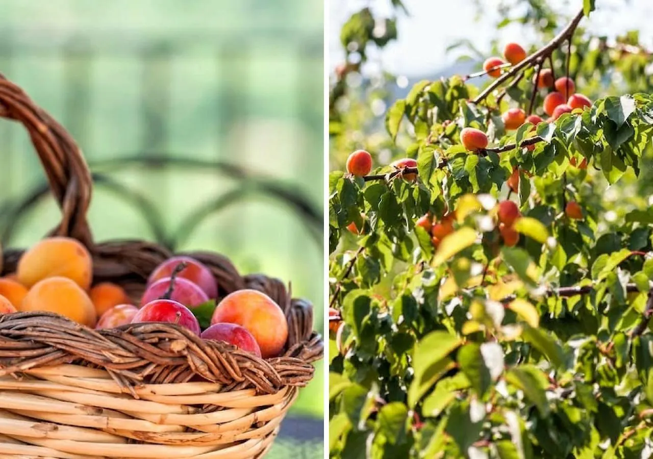 Le Rocche Agriturismo Guest House San Piero Patti Country house